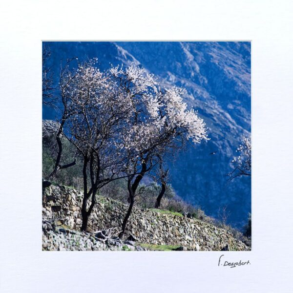 Passe-Partout - Les amandiers en fleurs