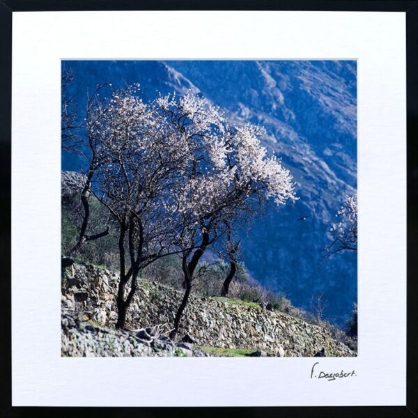 Passe-Partout - Les amandiers en fleurs – Image 2