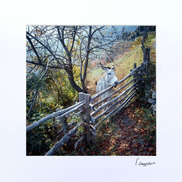 Passe-Partout - Le petit âne blanc, Croce